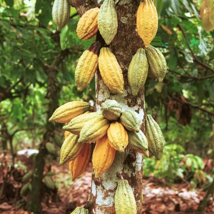 Cacao Verde