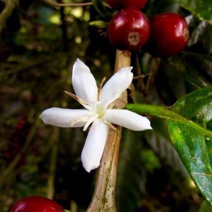 Coffee Blossom