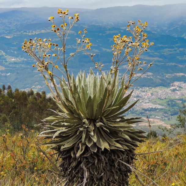 Frailejón